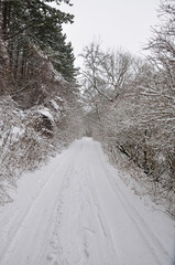 Fototapeta premium Winter.