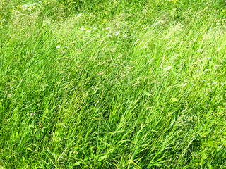 tall green grass in a summer field