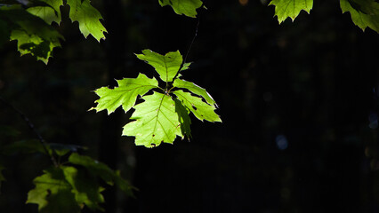 green leaves in the forest