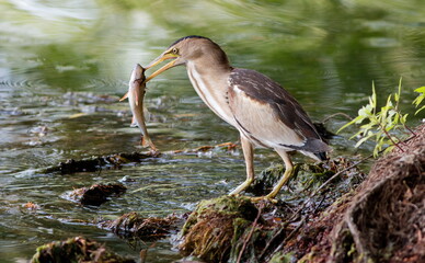 great blue heron