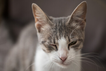Domestic tabby cat with conjunctivitis