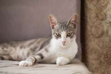 Portrait of domestic pet. Tabby cat at home