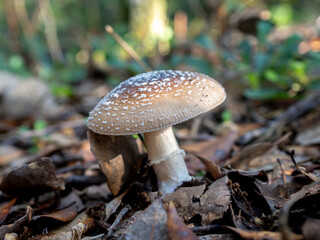 Close-up of an Amanita pantherina mushroom in natural forest habitat with blurred background