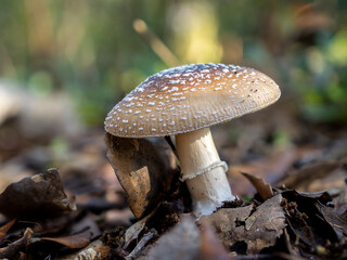 Fototapeta premium Close-up of an Amanita pantherina mushroom in natural forest habitat with blurred background