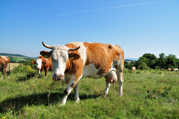 Obraz premium Grazing cow.