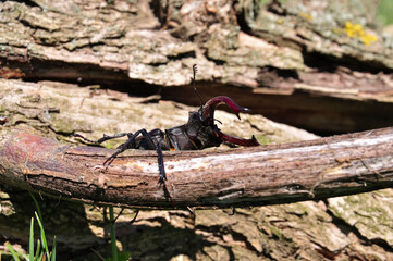Stag Beetle
