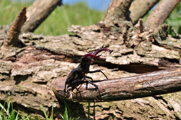 Stag Beetle