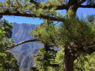 Breathtaking view of lush pine trees against a backdrop of majestic mountains under a clear blue sky. Capturing the essence of nature, tranquility, and the great outdoors.