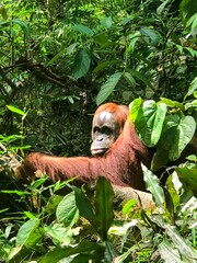 Orangutan in the jungle © Bethany