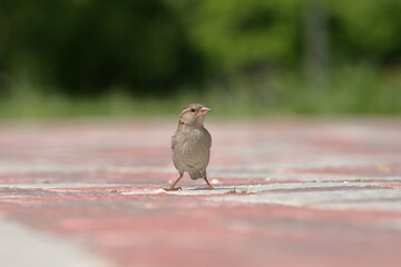 Sparrow.