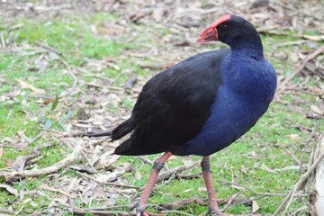 Bird on a grass