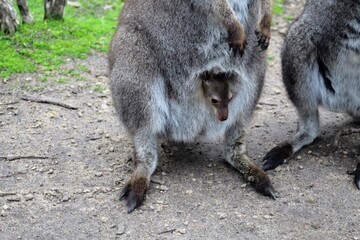 Baby wallaby in a pouch