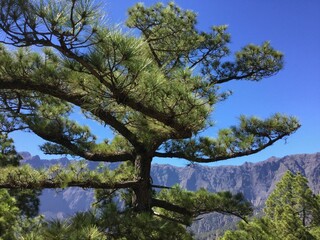 A picturesque pine tree standing against a clear blue sky with majestic mountains in the background, showcasing the beauty of nature and wilderness.