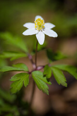 White wood anemone flower.