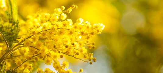 Blossom of acacia dealbata, silver wattle yellow flower banner background