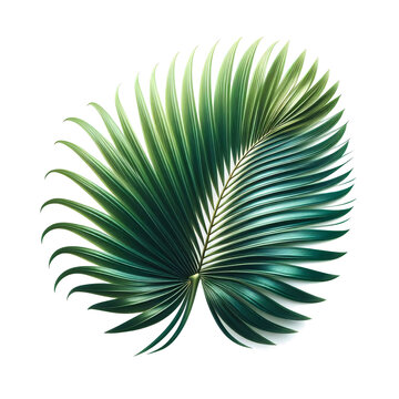 green palm leaf isolated on white clip art preview