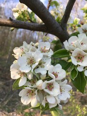 Close-up of blooming pears on a sunny spring day. The flowers are bright and fresh, representing the beauty and renewal of nature this season.