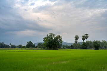 Naklejka premium tree in the rice field