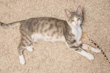 Cute cat pet with feather wand indoor