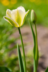 Yellow tulip flower.