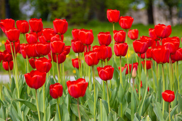 Red tulips.