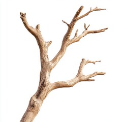 Gnarled Tree Trunk with Sparse Branches Isolated on White Background, Perfect for Minimalist Nature and Environmental Themes