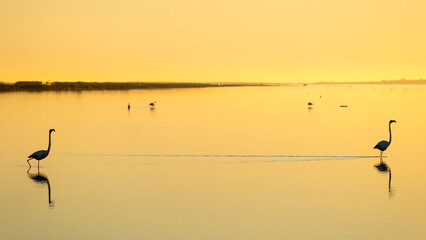 Flamingos wading in golden water at sunrise