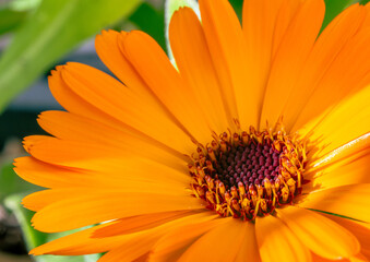 Close-up of yellow flower with detailed petals