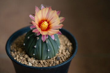Astrophytum Asteria Super Kabuto cactus blooming pink color flower close up in isolated brick background
