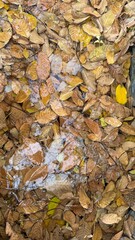 autumn leaves background