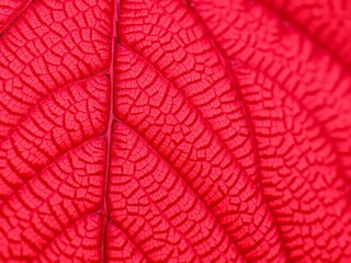 Close up shot of a maple leaf showing intricate details and veins, texture, red, nature