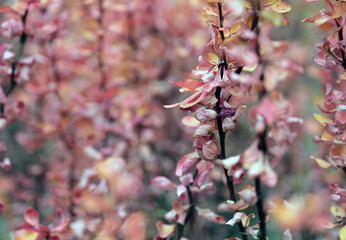 Abstract plant texture with muted shade that blends pink.