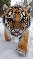 Naklejka premium A small tiger walking through the snow with its tongue out