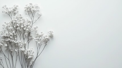 White flowers on a white background with copy space.