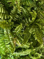 fern leaves