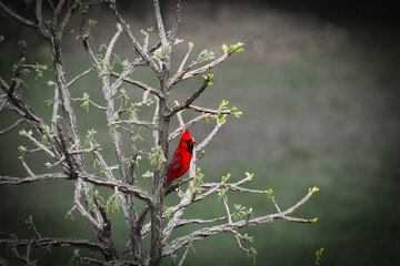 Red cardinal perched on young oak tree with early blossoms background