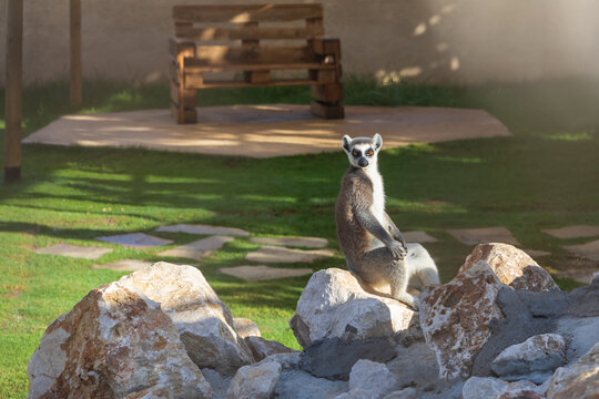 Lemur on the Farm in the contact Zoo Farma Rhodes
