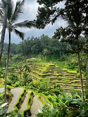 Rice Terrace in Indonesia