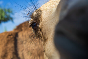 Animals on the Farm in the contact Zoo Farma Rhodes © Roman Bjuty