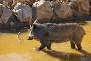 Animals on the Farm in the contact Zoo Farma Rhodes © Roman Bjuty