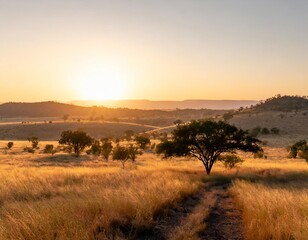 Obraz premium Sunrise Over a Vast Savannah With Golden Grass Stretching to the Horizon, Dotted With Acacia Trees and Backed by Distant Rolling Hills Under a Clear Sky
