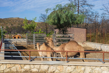 Animals on the Farm in the contact Zoo Farma Rhodes © Roman Bjuty