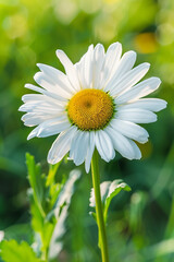 Fototapeta premium Daisy flower with a yellow center.