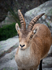 Wild Beauty: Stunning Portraits of a Mountain Goat