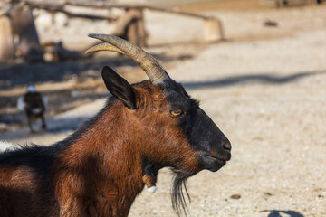 Animals on the Farm in the contact Zoo Farma Rhodes © Roman Bjuty