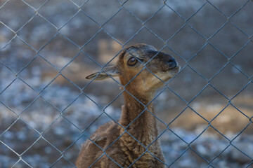 Animals on the Farm in the contact Zoo Farma Rhodes © Roman Bjuty