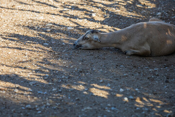 Animals on the Farm in the contact Zoo Farma Rhodes © Roman Bjuty