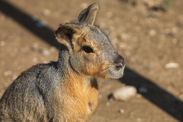 Animals on the Farm in the contact Zoo Farma Rhodes © Roman Bjuty