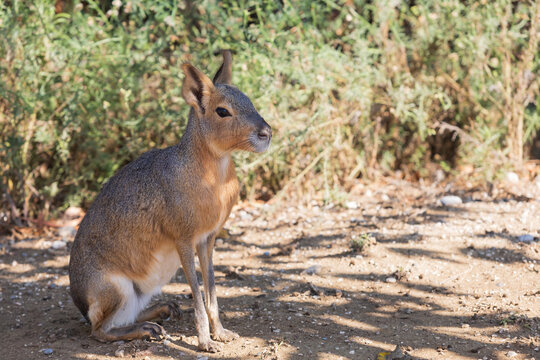 Animals on the Farm in the contact Zoo Farma Rhodes