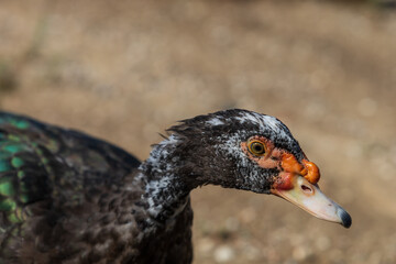 Animals on the Farm in the contact Zoo Farma Rhodes © Roman Bjuty